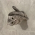 Scottish fold dişi 1 yaşında fotoğraf