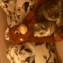 Scottish fold dişi 1 yaşında fotoğraf