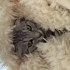 Scottish fold dişi 1 yaşında fotoğraf