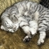 Scottish fold dişi 1 yaşında fotoğraf