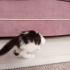 Çok oyuncu sürekli kendini sevdirmek istiyor fotoğraf