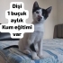 3 Bebiş Kardeş Seç Beğen Al fotoğraf