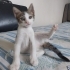 3 Bebiş Kardeş Seç Beğen Al fotoğraf