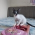 3 Bebiş Kardeş Seç Beğen Al fotoğraf