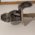 Scottish fold erkek kısır fotoğraf