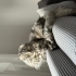 Scottish fold erkek kısır fotoğraf