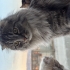 Scottish fold erkek kısır fotoğraf