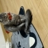 Scottish fold erkek kısır fotoğraf