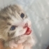 Yavru kedi ilanı fotoğraf