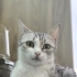 KISIR DİŞİ KEDİ 2 YAŞINI YENİ GEÇTİ fotoğraf