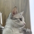 KISIR DİŞİ KEDİ 2 YAŞINI YENİ GEÇTİ fotoğraf
