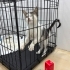 Çok sevecen minik kedi fotoğraf