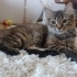 Güzel kızlarımıza yuva ariyoruz fotoğraf