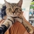 Ceviz yuva arıyor fotoğraf