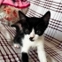 İZMİR CHAPLİN ÖMÜRLÜK MELEĞİNİ BEKLİYOR fotoğraf