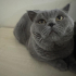 Tontiş Kısır British Shorthair Ücretsiz fotoğraf