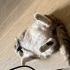 Kıtırı sahiplendırmek ıstıyoruz fotoğraf