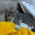 Tekir kedi uysal tuvalet eğitimi var fotoğraf