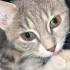 Tekir kedi uysal tuvalet eğitimi var fotoğraf
