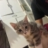 Tekir kedi uysal tuvalet eğitimi var fotoğraf