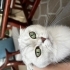 Scottish fold sahiplendirme fotoğraf