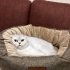 Scottish fold sahiplendirme fotoğraf