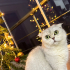 Scottish fold sahiplendirme fotoğraf