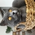 British shorthair waffle fotoğraf