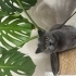British shorthair waffle fotoğraf