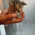 Sokaktan kurtardigimiz yavru tekirler fotoğraf
