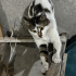 -KAYSERİ VE YAKIN ÇEVRE İLLER- ÇOK ACİL YUVA SOKAĞA DÖNÜYOR fotoğraf