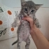 Sokakta ağlarken buldugumuz bu masum cana yuvanızı açar mısınız fotoğraf