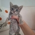 Sokakta ağlarken buldugumuz bu masum cana yuvanızı açar mısınız fotoğraf