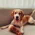 Safkan Beagle Shorty 10 Aylık, Bahçeli Evi Olan Aile Arıyoruz fotoğraf