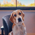 Safkan Beagle Shorty 10 Aylık, Bahçeli Evi Olan Aile Arıyoruz fotoğraf
