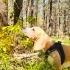 Safkan Beagle Shorty 10 Aylık, Bahçeli Evi Olan Aile Arıyoruz fotoğraf