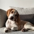 Safkan Beagle Shorty 10 Aylık, Bahçeli Evi Olan Aile Arıyoruz fotoğraf