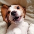 Safkan Beagle Shorty 10 Aylık, Bahçeli Evi Olan Aile Arıyoruz fotoğraf