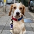 Beagle Shorty 1 Yaşında, Bahçeli Evi Olan Aile Arıyoruz fotoğraf