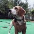 Beagle Shorty 1 Yaşında, Bahçeli Evi Olan Aile Arıyoruz fotoğraf