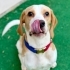 Beagle Shorty 1 Yaşında, Bahçeli Evi Olan Aile Arıyoruz fotoğraf