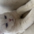 3 yaşında kısır cipli pamuk gibi bir kedi fotoğraf