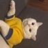 3 yaşında kısır cipli pamuk gibi bir kedi fotoğraf