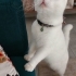bembeyaz kedi bihter fotoğraf