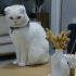 bembeyaz kedi bihter fotoğraf