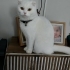 bembeyaz kedi bihter fotoğraf