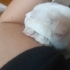 Sevgi Dolu, Sakin Bir Kedi Ömürlük Yuva Arıyoruz. fotoğraf
