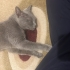 Acil yuva Çok sakin ev kedisi(British) fotoğraf
