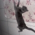 ÇOOKK SAKİN BİR KEDİ fotoğraf