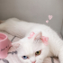 Ücretsiz sahiplenme Scottish kedi fotoğraf